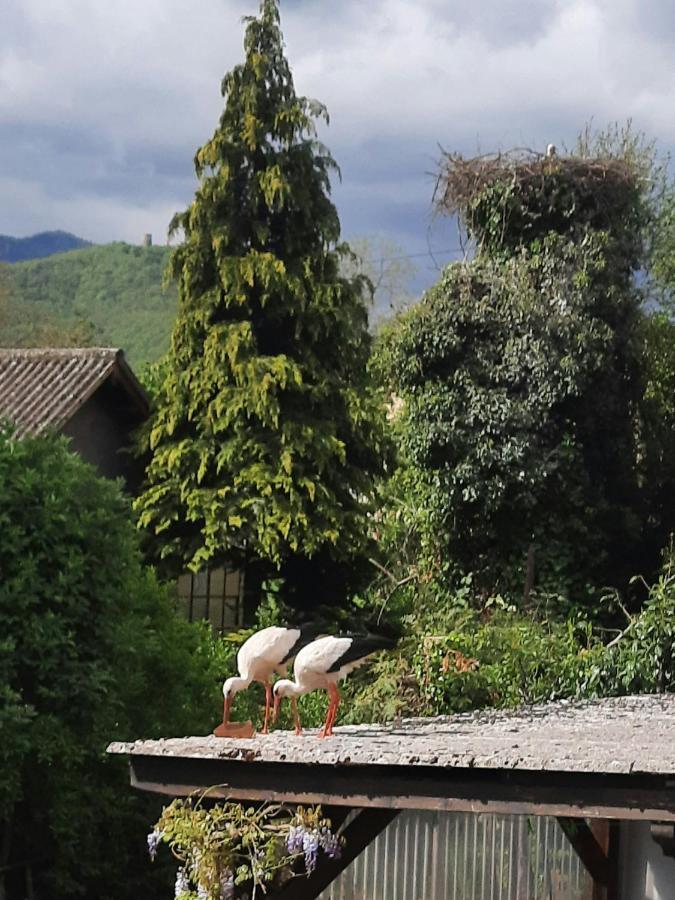 Gite Les Glycines 68230 Turckheim Buitenkant foto